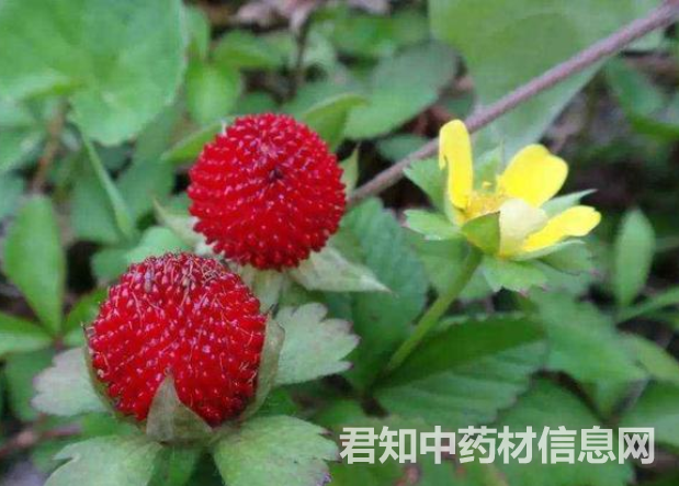 <a href='http://www.zycbaike.com/zhongyaobaodian/shemei_gongxiaoyuzuoyong_545.html' target='_blank'><u>蛇莓</u></a>