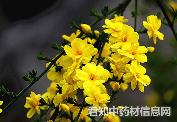 <a href='http://www.zycbaike.com/zhongyaobaodian/yingchunhua_gongxiaoyuzuoyong_519.html' target='_blank'><u>迎春花</u></a>